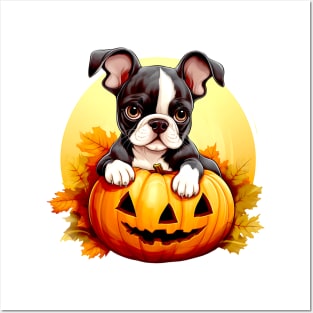 Boston Terrier Dog inside Pumpkin #2 Posters and Art